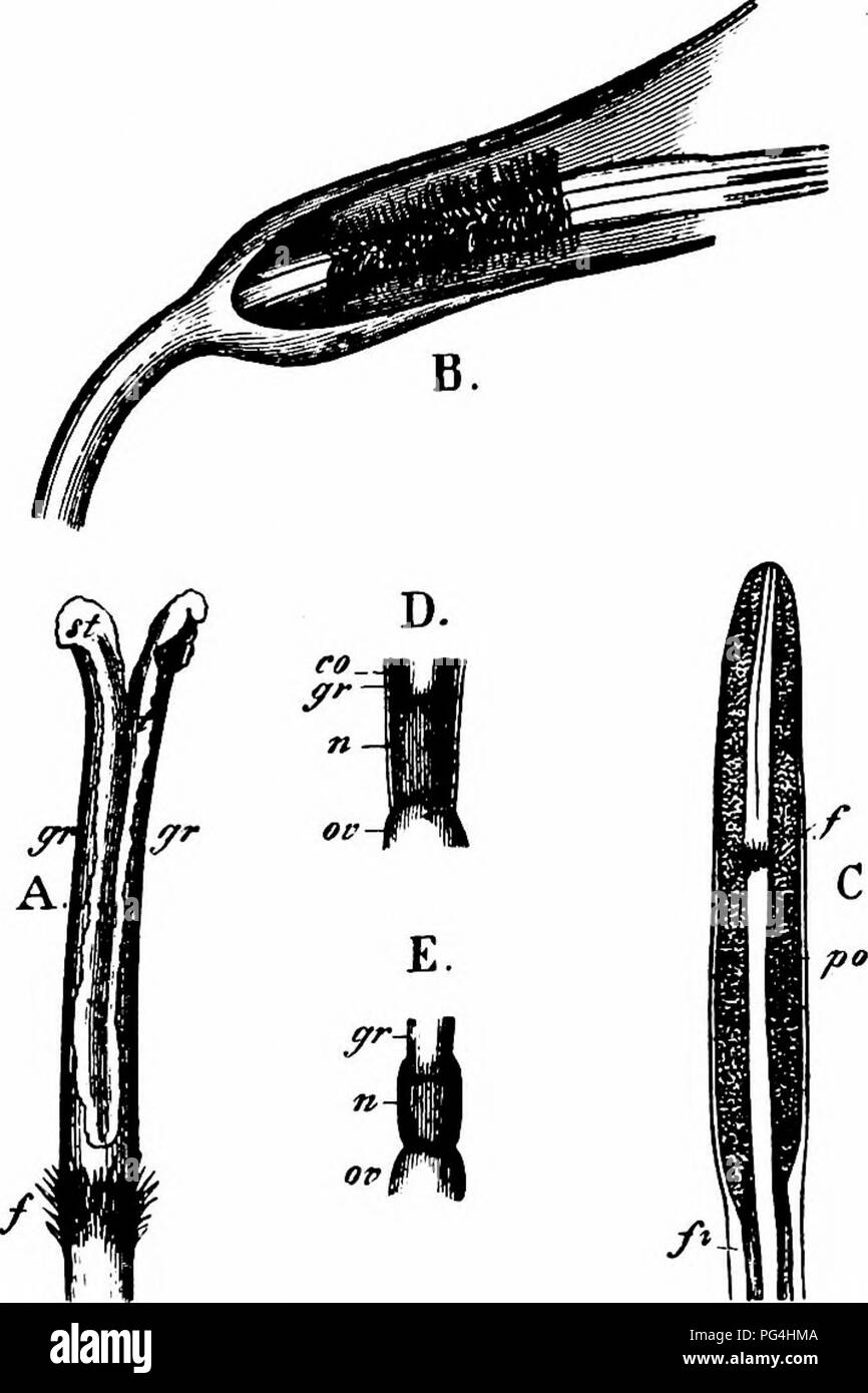 . Manual de polinización de flores : según Hermann Mu?ller la obra 'La fertilización de las flores por los insectos" . La fertilización de las plantas. COMPOSITAE 653 i1^., skg.; 7. Physocephaia rufipes Z'.. {B) Syrphidae: 8. Eristalis arbustorum Z., skg. C. Hemiptera. 9. Anthocoris sp. D. Hymenoptera. (A) Apidae: 10. Bombus agrorum F. (J(, skg.; 11. B. lapidarius L. 5.; 12. B. pratorum Z. S.; 13. B. sylvamm Z. g y 5.; 14. Cilissa tricincta K. 5.; 15. Chelo- estoma campanularum L. J y S, skg. y po-dvg.; 16. Dasypoda hirtipes F. 5, skg.; 17. Halictus albipes F. S, freq., skg.; 18. H. Foto de stock