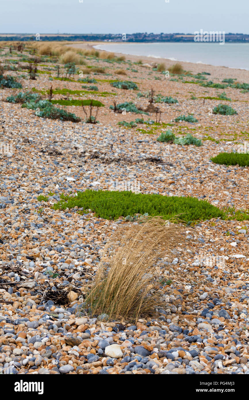Zona expuesta a salpicaduras con parches de vegetación tolerantes a la sal en la parte superior de la playa, la Bahía de Sandwich, Kent, UK Foto de stock
