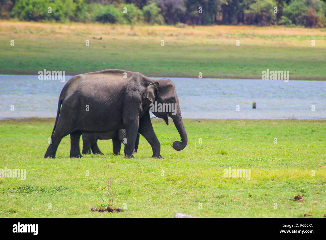 Los elefantes indios - SRI LANKA - Parque nacional kaudulla Foto de stock