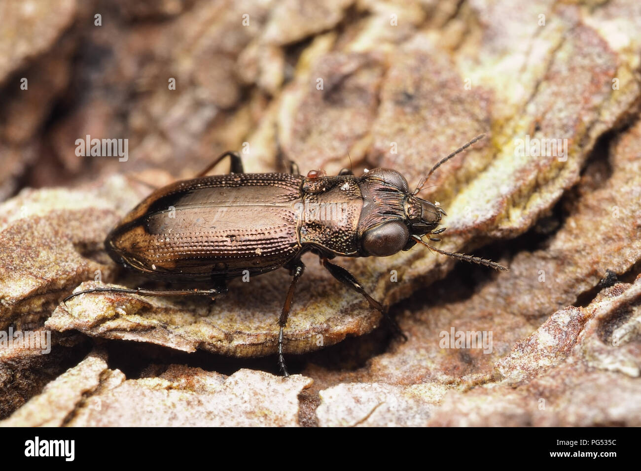 Escarabajo de tierra (Notiophilus biguttatus) caminando por el suelo. Tipperary, Irlanda Foto de stock