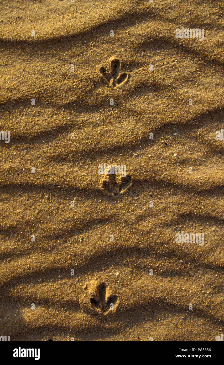 Plata pistas de gaviota (Larus NOVAEHOLLANDIAE) PERON Península, Australia Occidental Foto de stock