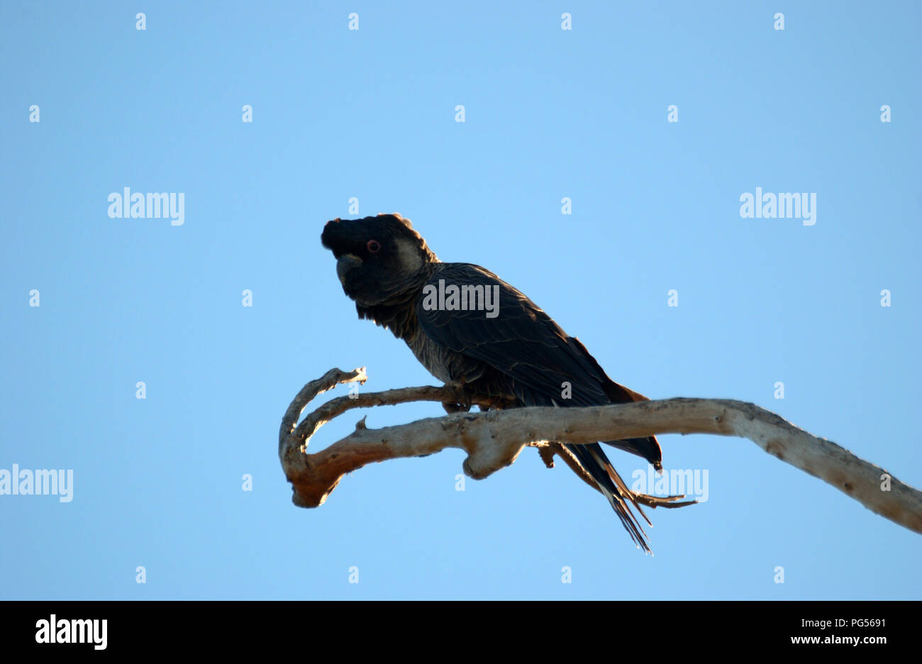 Carnaby's black cacatúa (Calyptorhynchus latirostris), también conocido como el corto de pico negro, un gran cockatoo cacatúa endémica de Australia sudoccidental. Foto de stock