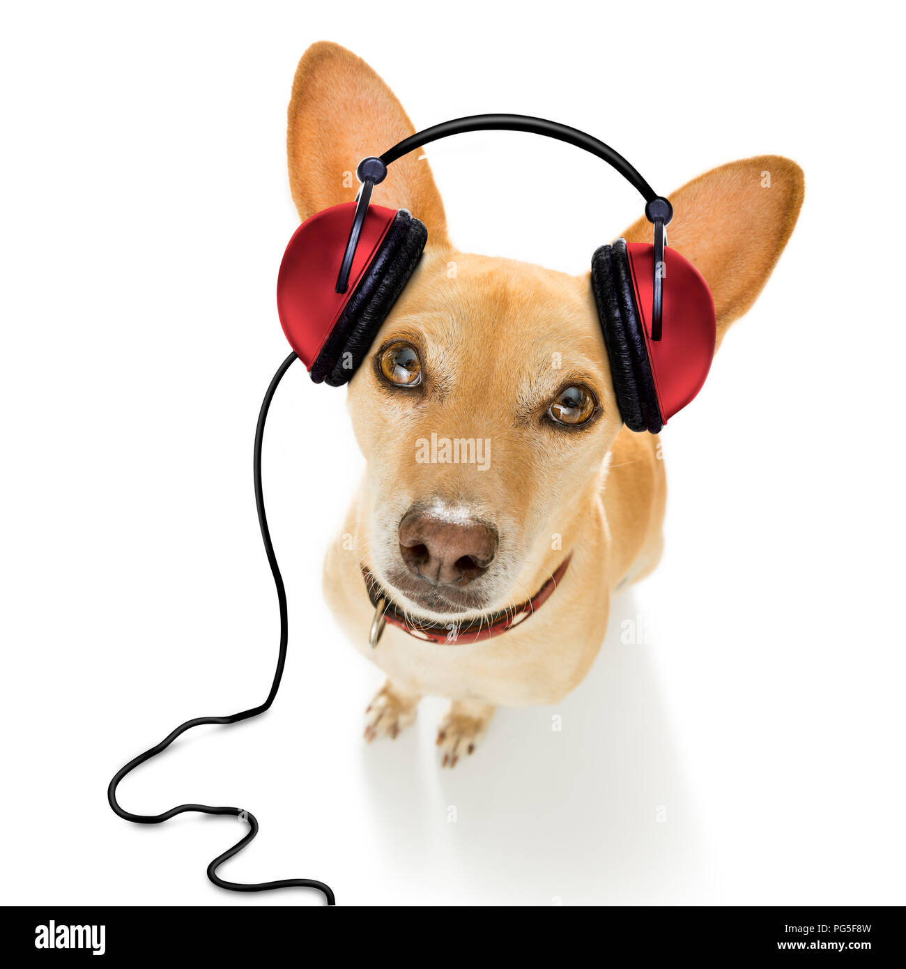 Dj perro Podenco cantando o música con auriculares y reproductor de mp3, aislado sobre fondo blanco Fotografía de stock Alamy
