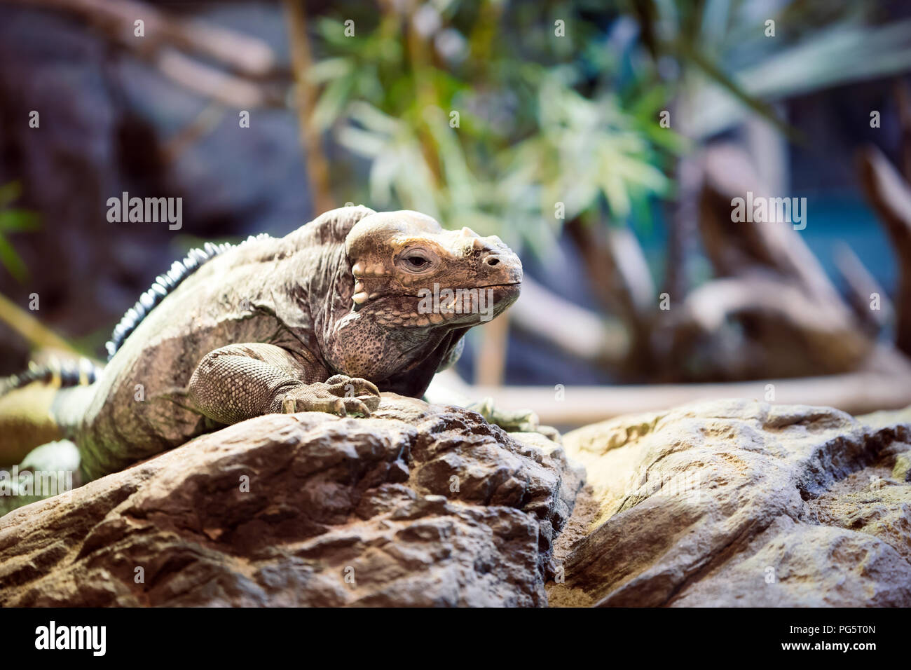 Reptil leguan sentándose en una roca Foto de stock