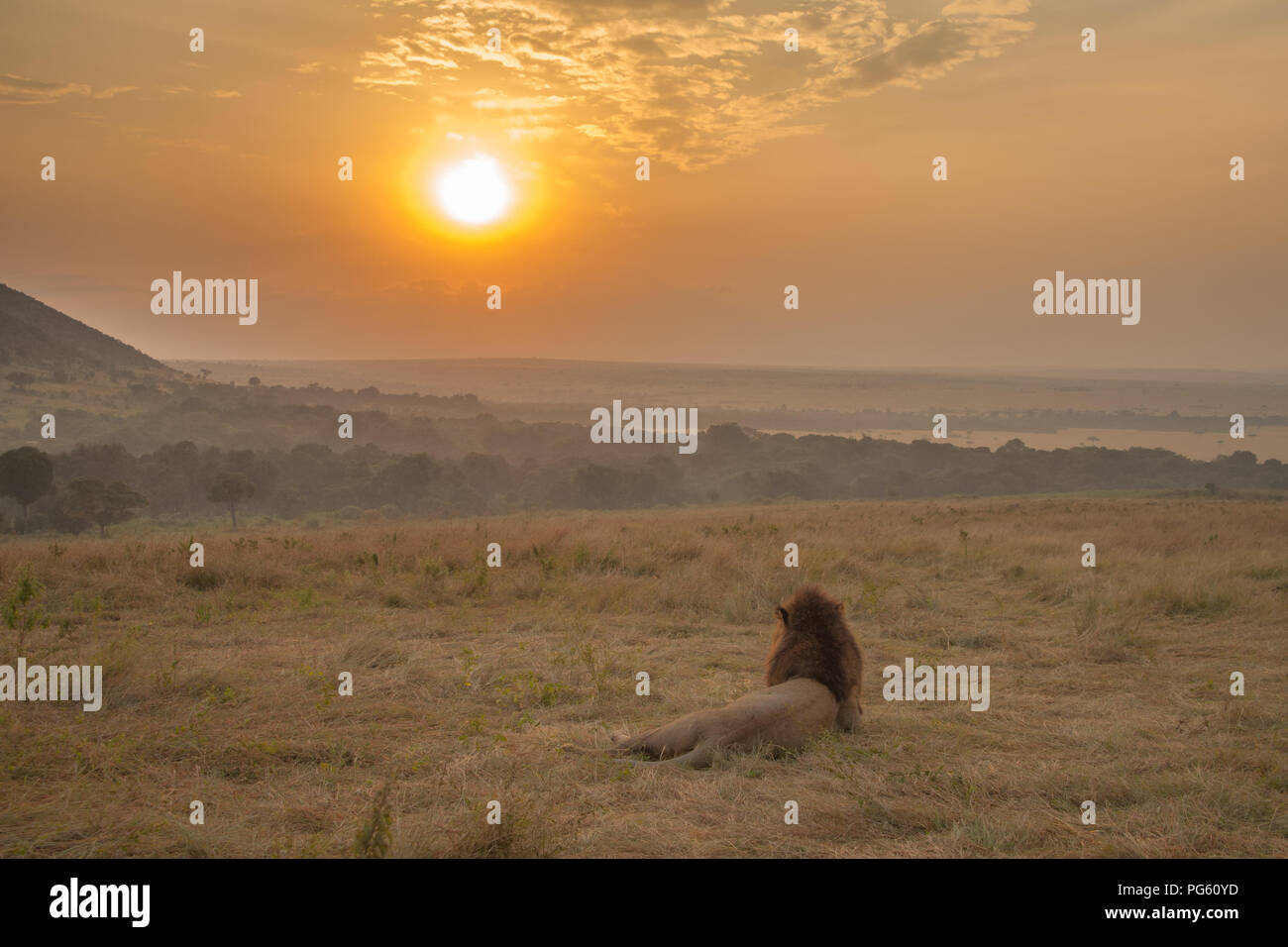 El rey de las bestias de la puesta de sol, relojes de Masai Mara, Kenya Foto de stock