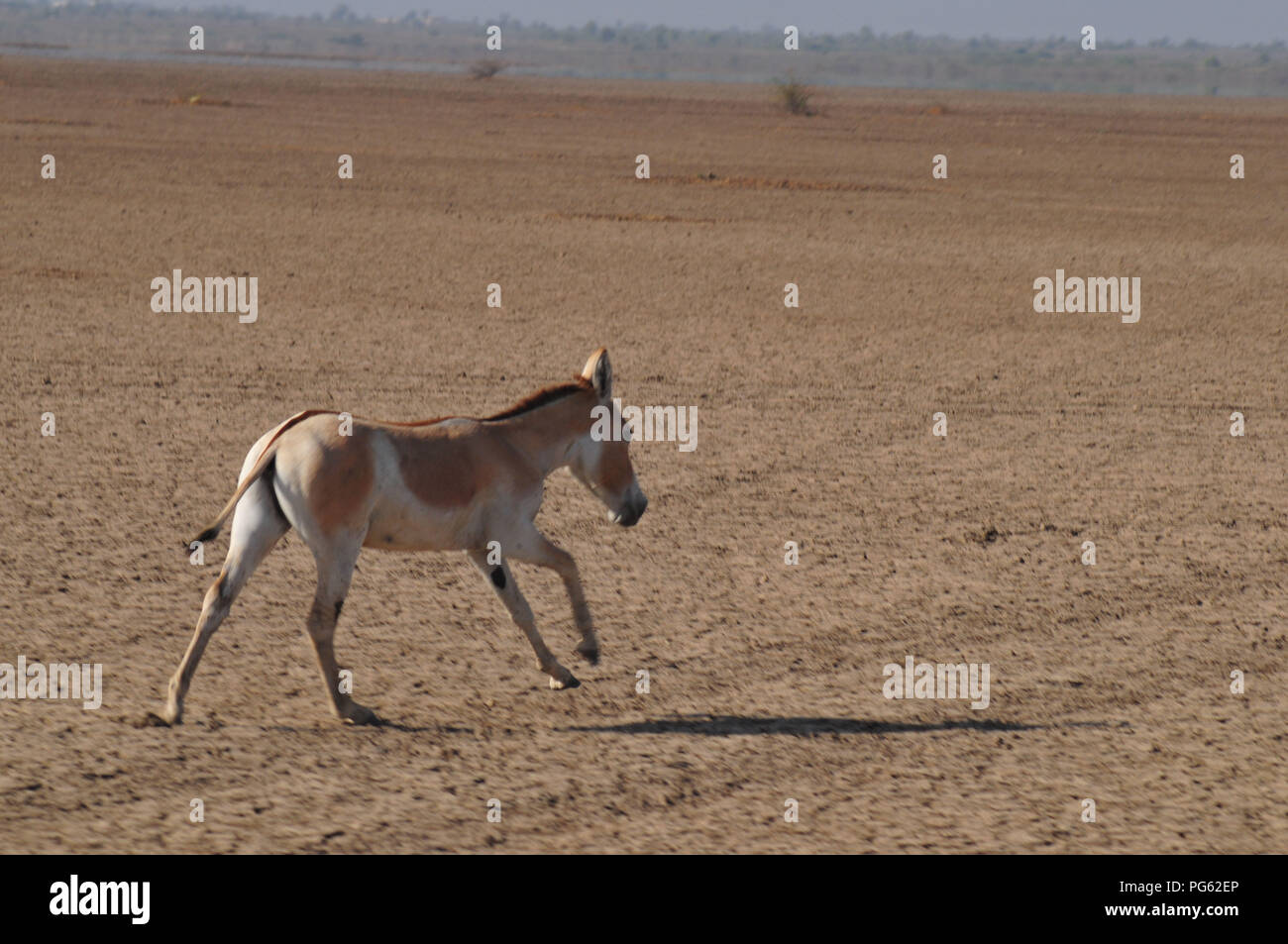 El "asno salvaje" caballo (endémicas) en el desierto