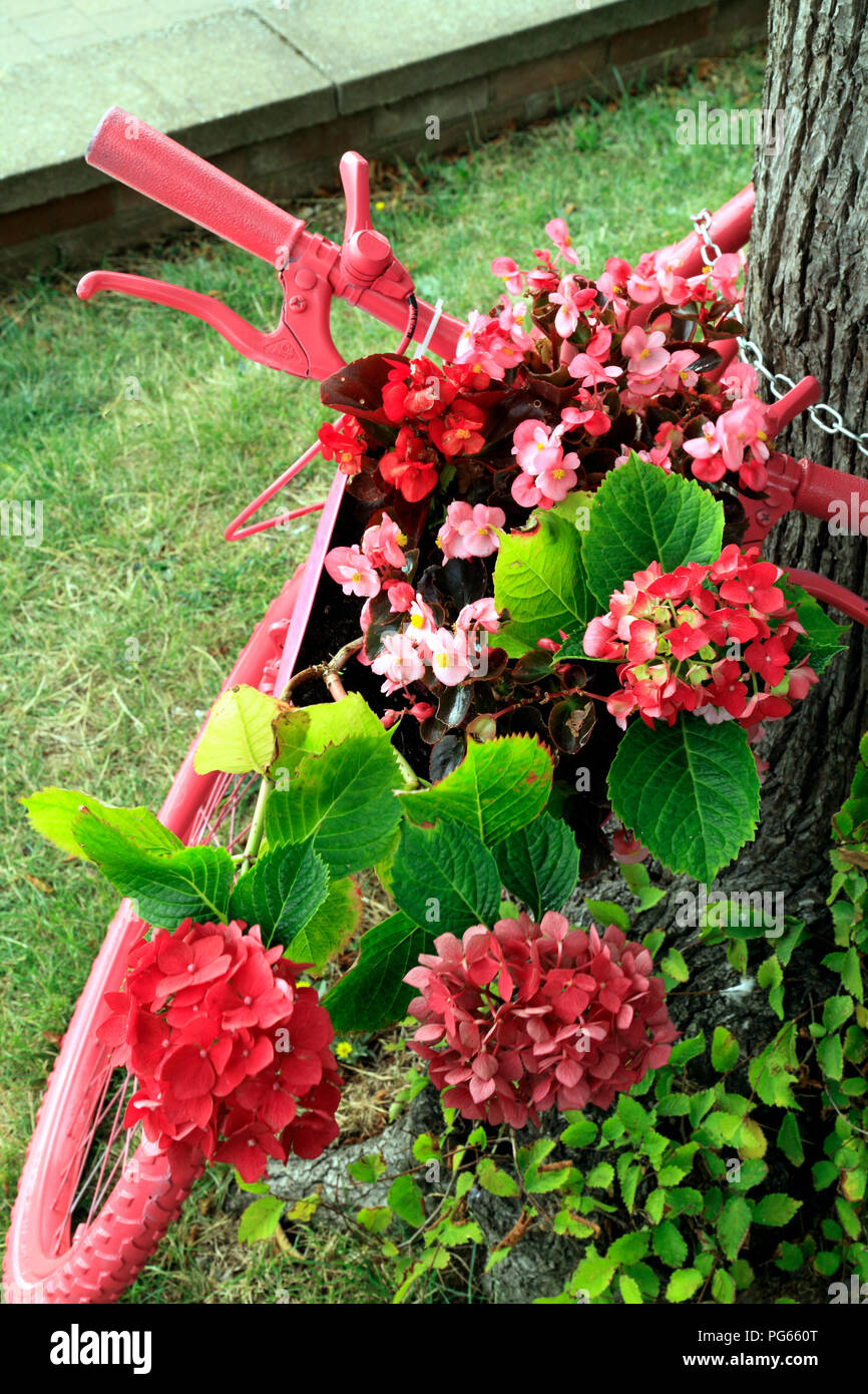 Hunstanton en Flor, planta inusual contenedor, bicicleta de color rosa, rojo, rosa, flores de hortensias Foto de stock