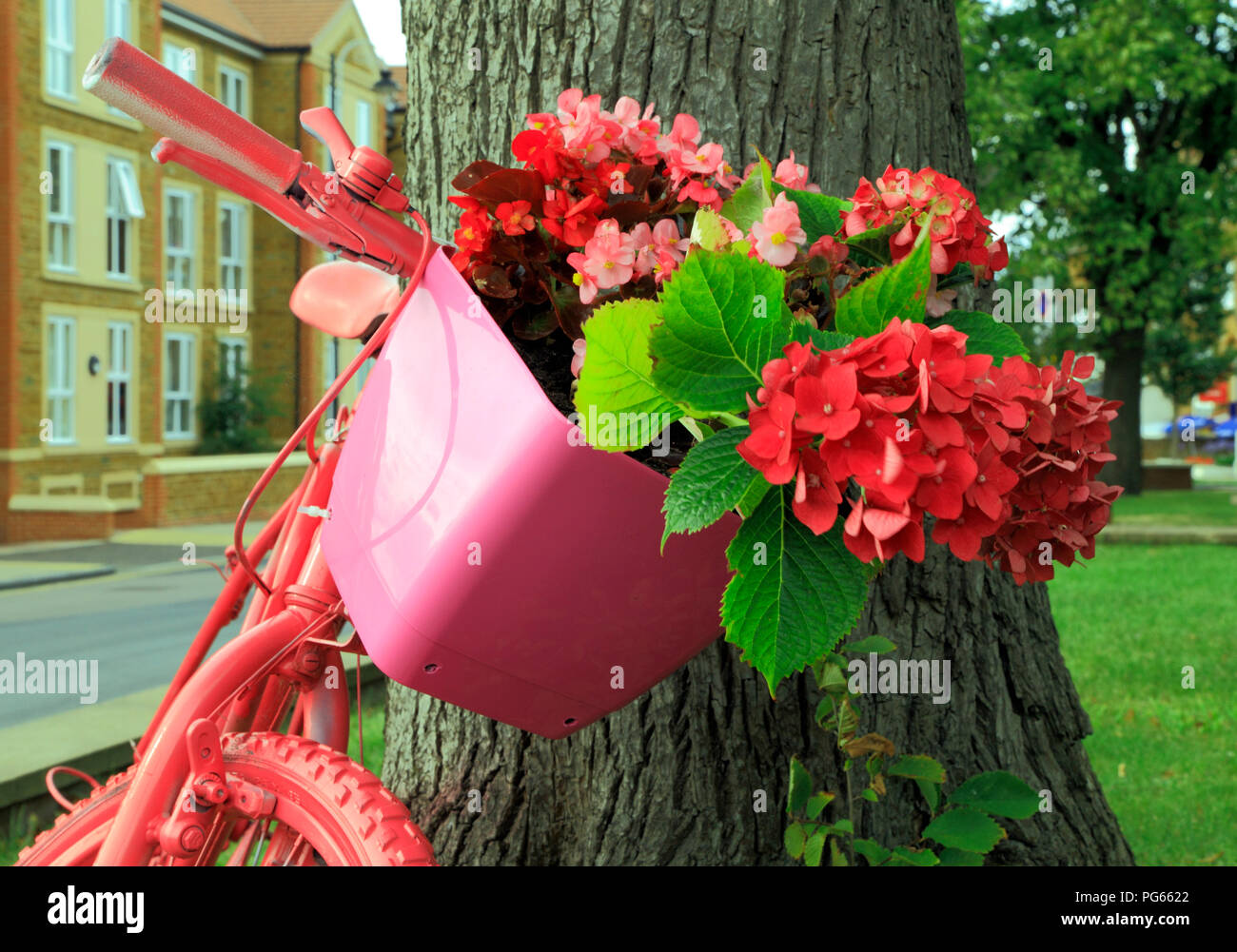 Hunstanton en Flor, planta inusual contenedor, bicicleta de color rosa, rojo, rosa, flores de hortensias Foto de stock