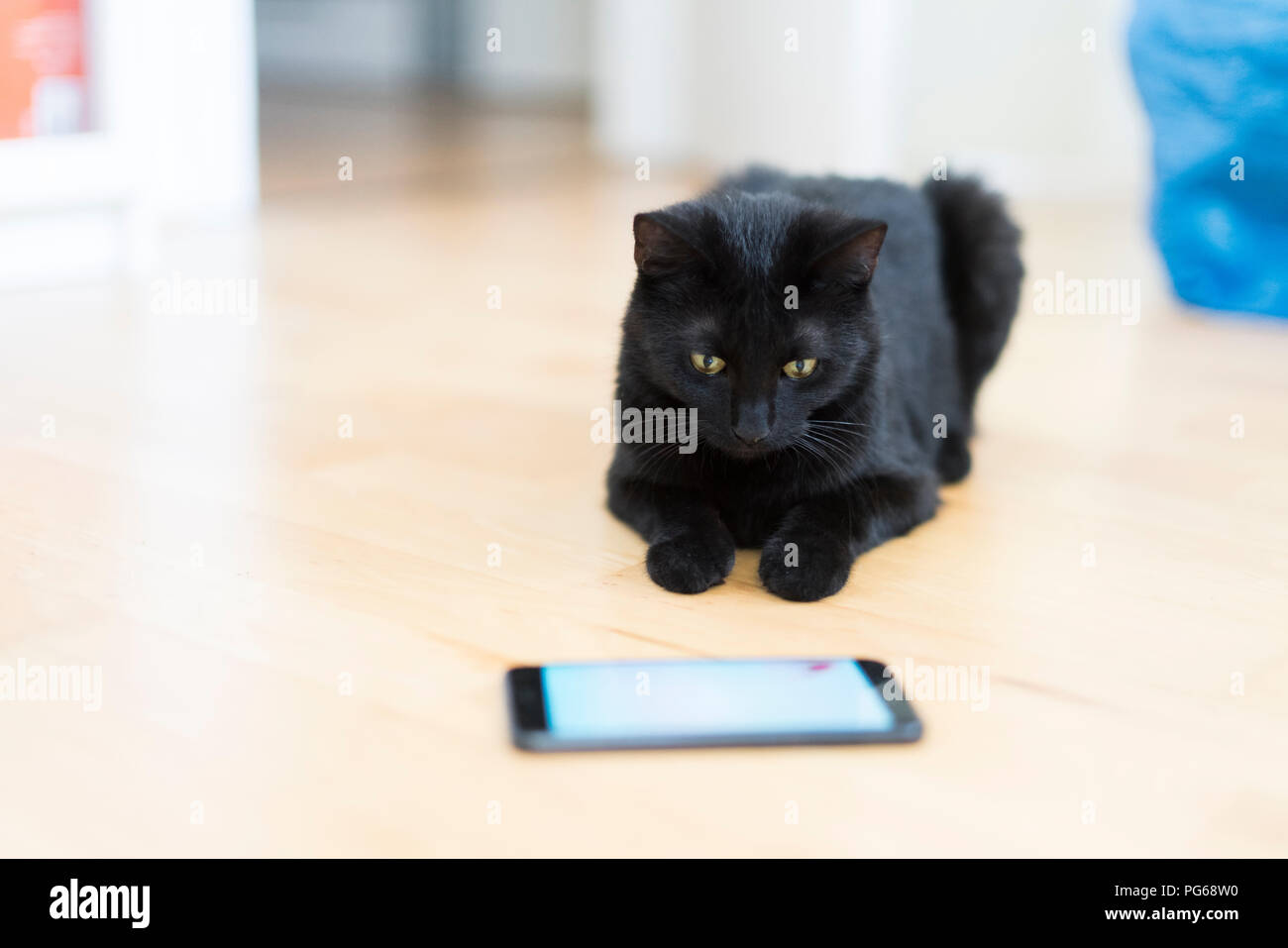 Gato negro acostado en el piso mirando teléfono celular Fotografía de stock  - Alamy