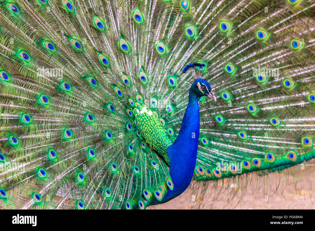 Primer plano de un pavo real Foto de stock