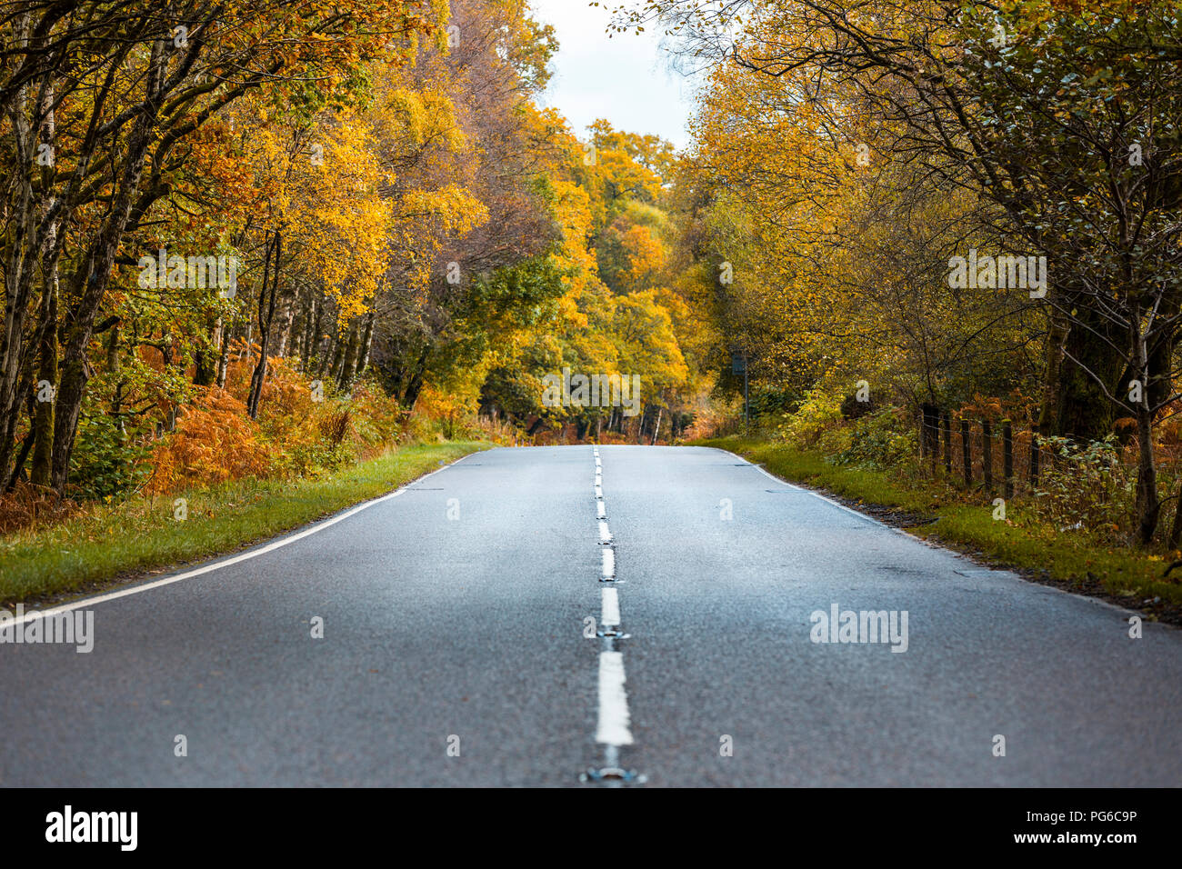 Reino Unido, Escocia, en las tierras altas de carretera que pasa a través de los árboles de naranja y amarilla Foto de stock