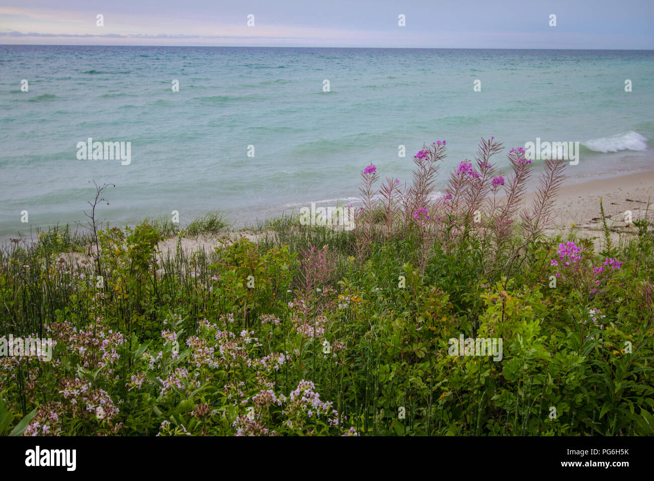 Michigan Wildflower Playa Sunset de fondo. Flores silvestres y las olas en la orilla de una playa de arena de los Grandes Lagos con un pintoresco atardecer agua azul horizonte. Foto de stock