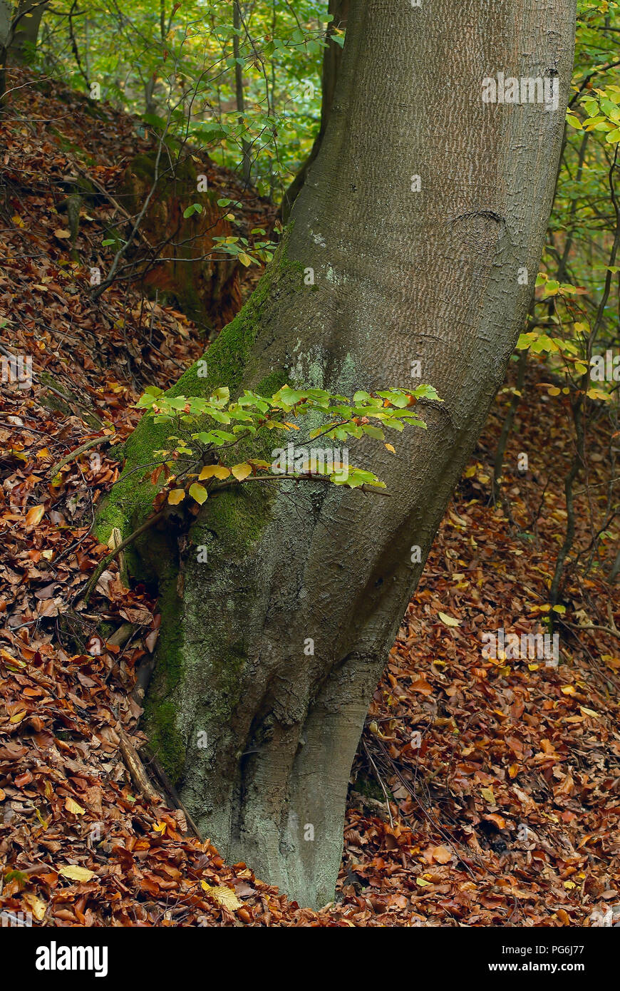 Tronco de un viejo árbol de avión en un bosque de otoño Foto de stock