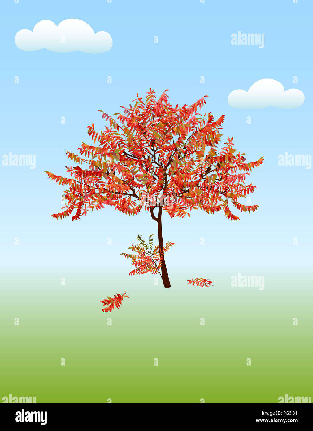 Acacia de otoño con las ramas caídas. Foto de stock