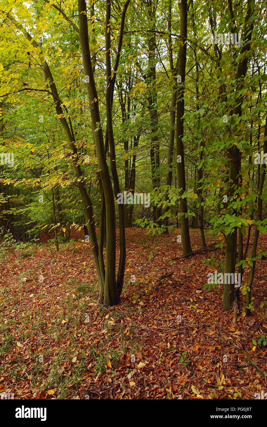 Foto de un bosque de otoño con los caídos y follaje amarillo Foto de stock
