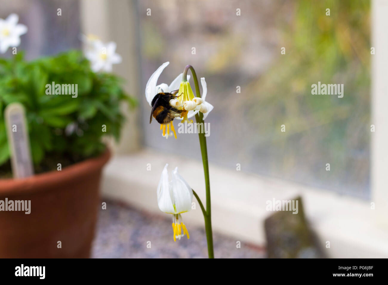 Polinización abejorros, recopila nector, closeup, aislado, invernadero adentro Dublín Irlanda gran currito concepto naturaleza primavera Foto de stock