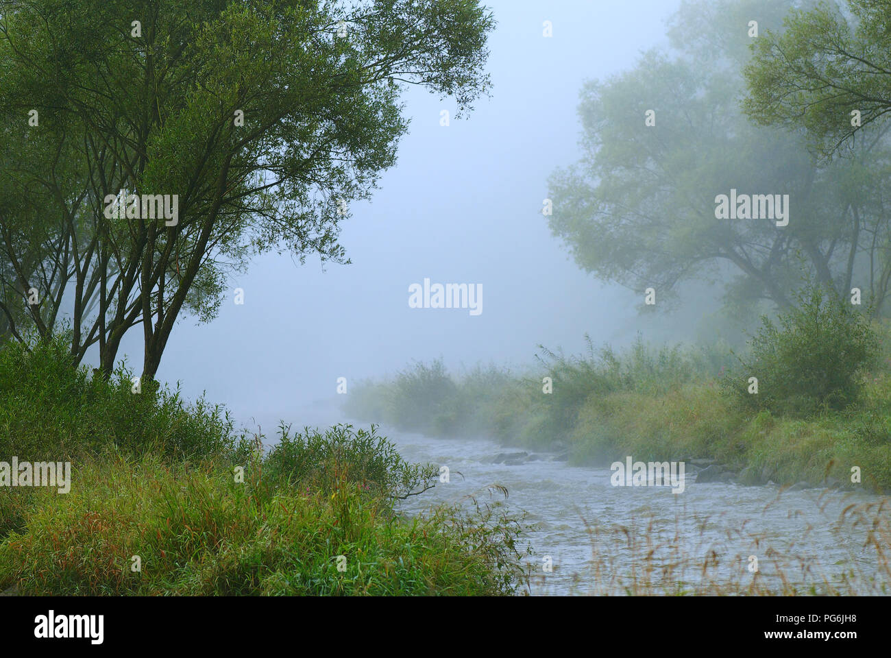 El pequeño río en el bosque de niebla por la mañana temprano Foto de stock
