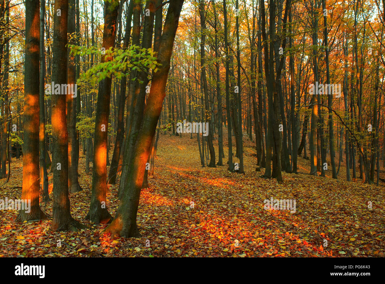 La ruta del bosque con caído hojas de otoño Foto de stock
