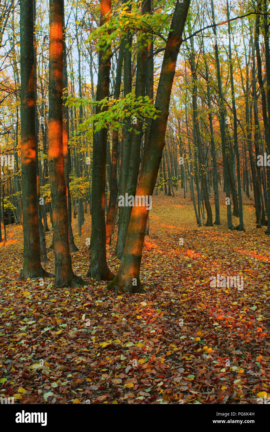 La ruta del bosque con caído hojas de otoño Foto de stock
