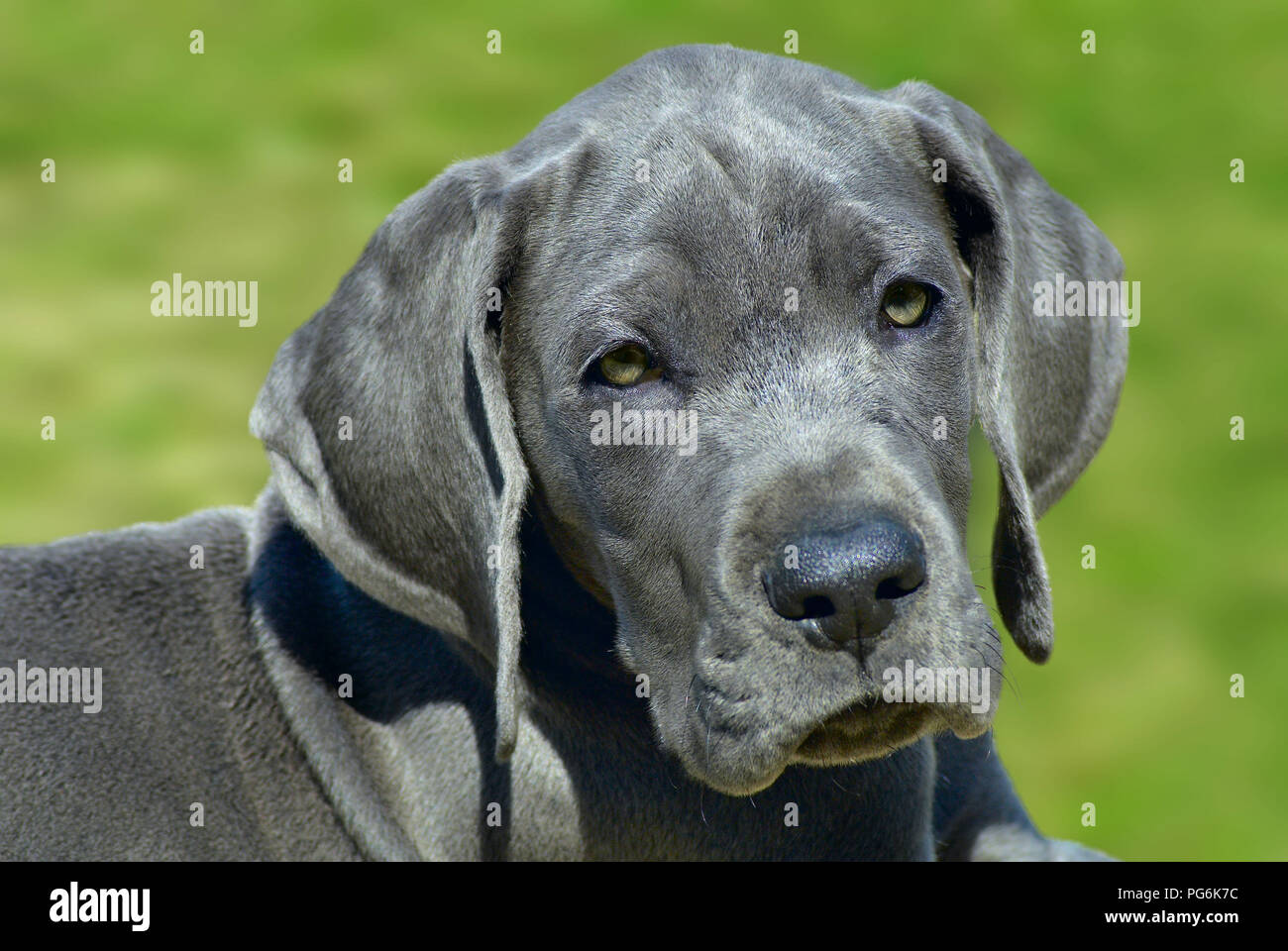 Hermoso cachorro de gran danés Foto de stock