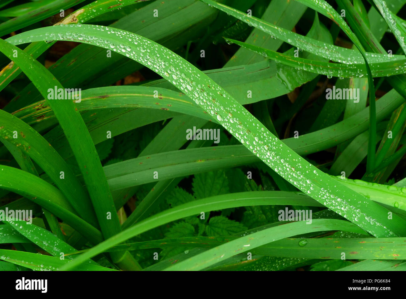 El verde césped cubierto de rocío matinal Foto de stock