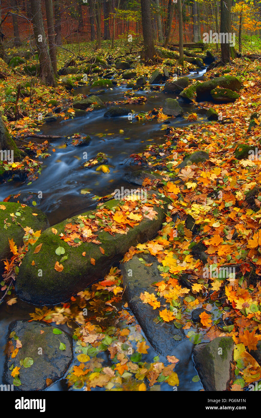 Corriente de madera de montaña en un bosque de otoño Foto de stock