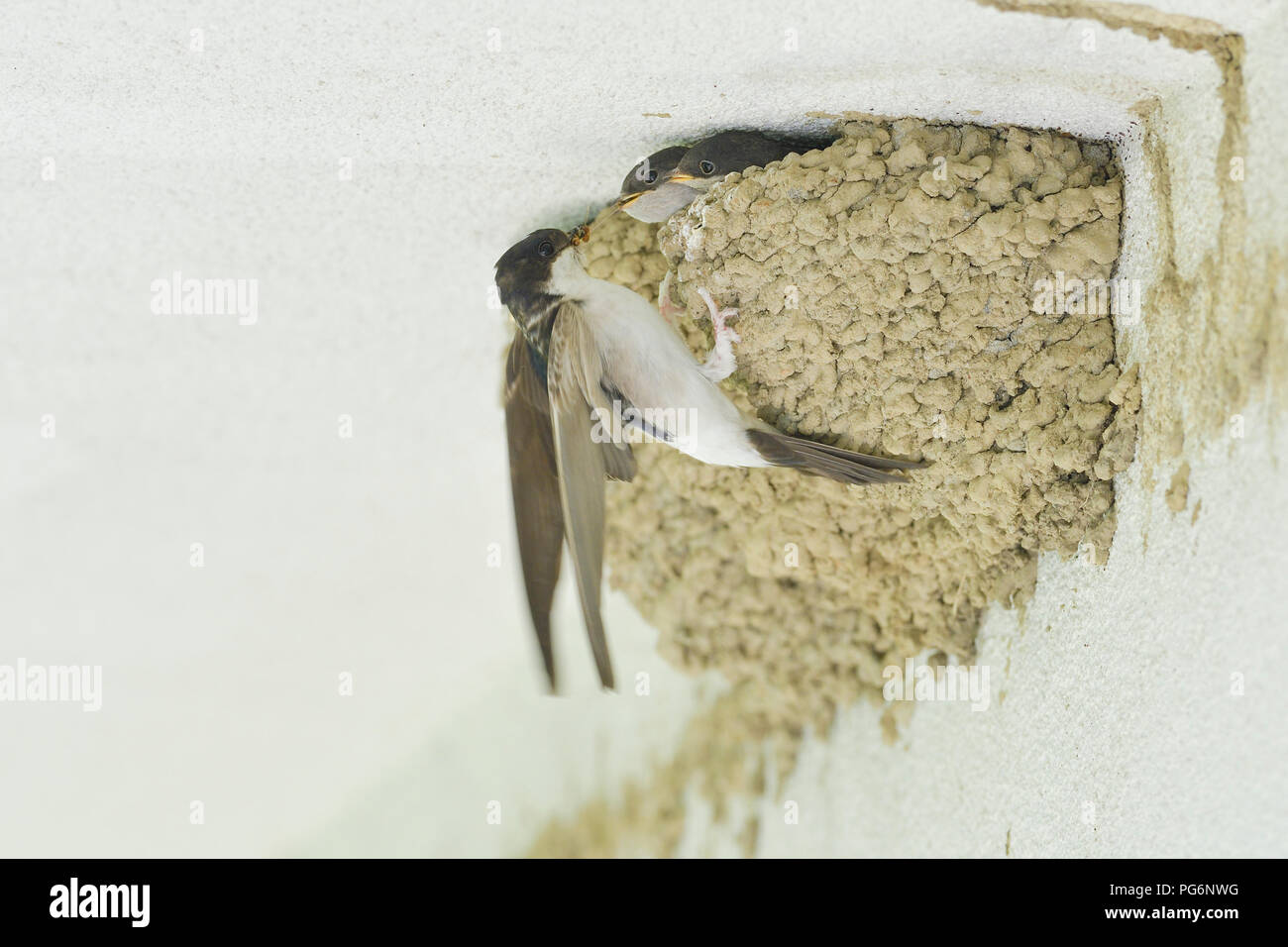 Casa común Martins (Delichon urbica), animal adulto alimenta a los polluelos en el nido en el edificio, Tirol, Austria Foto de stock