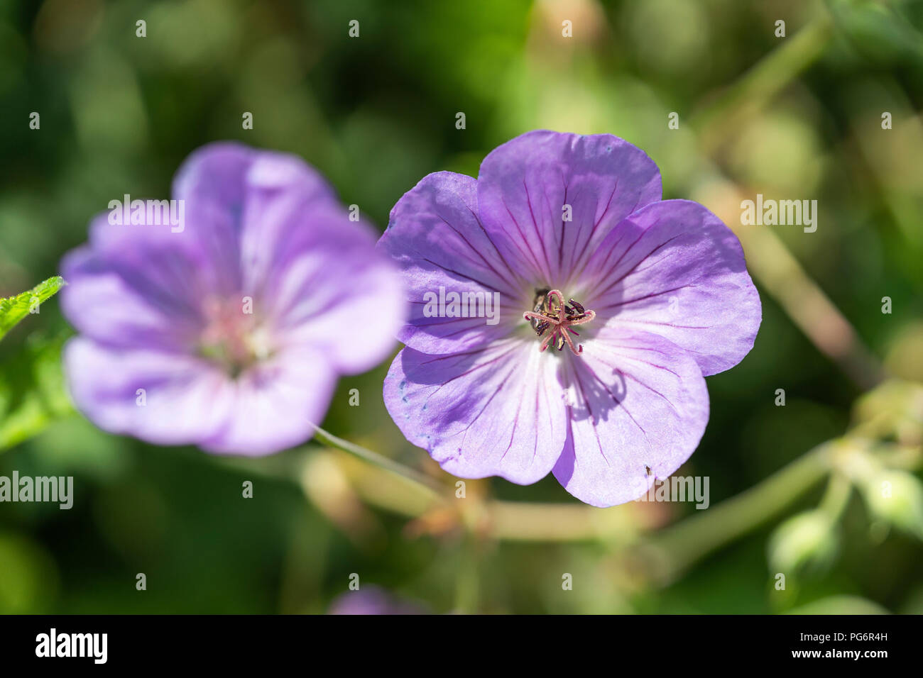 Geranios lilas fotografías e imágenes de alta resolución - Alamy