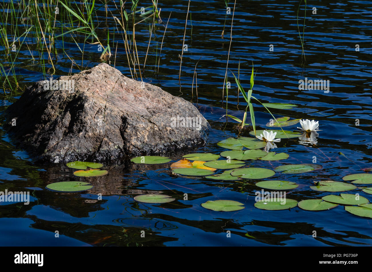 Un íntimo paisaje de flores blancas junto a una roca rugosa en agua Foto de stock