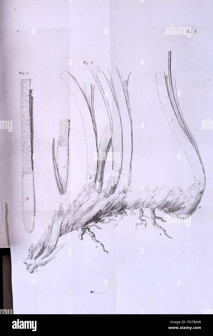 Gioenia Atti della Accademia di Scienze naturali en Catania. Foto de stock