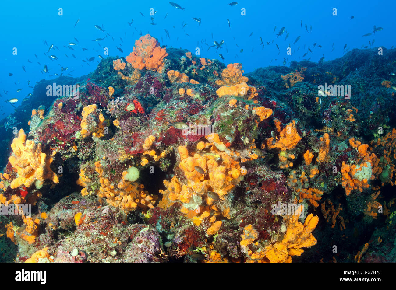 Esponja de algas coralinas y hábitat en Gökova Bay Área Marina Protegida Turquía Foto de stock