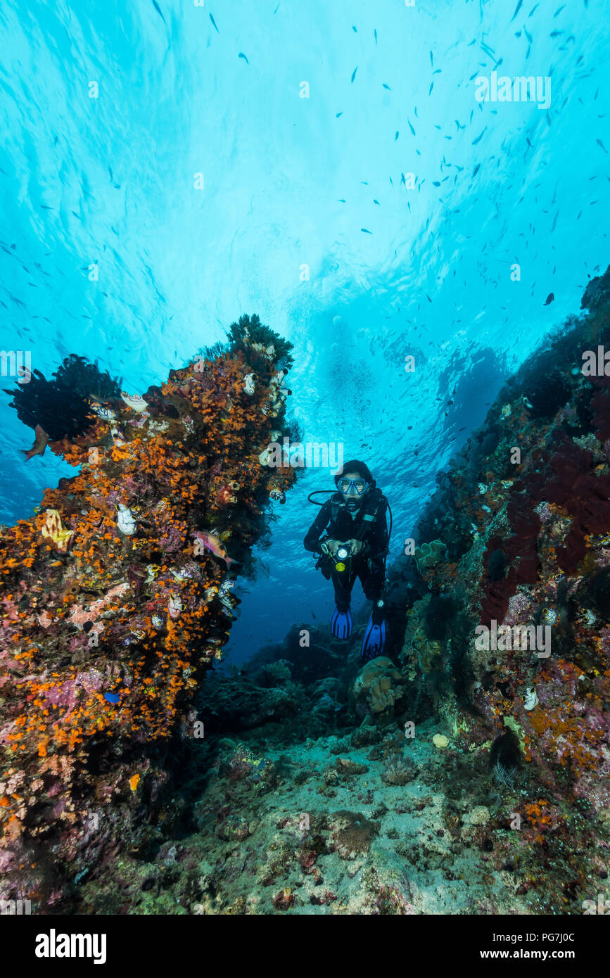 Mujer submarino buzo sobre un colorido arrecife tropical con fan de mar, corales y esponjas en Rajat Ampat, Indonesia Foto de stock
