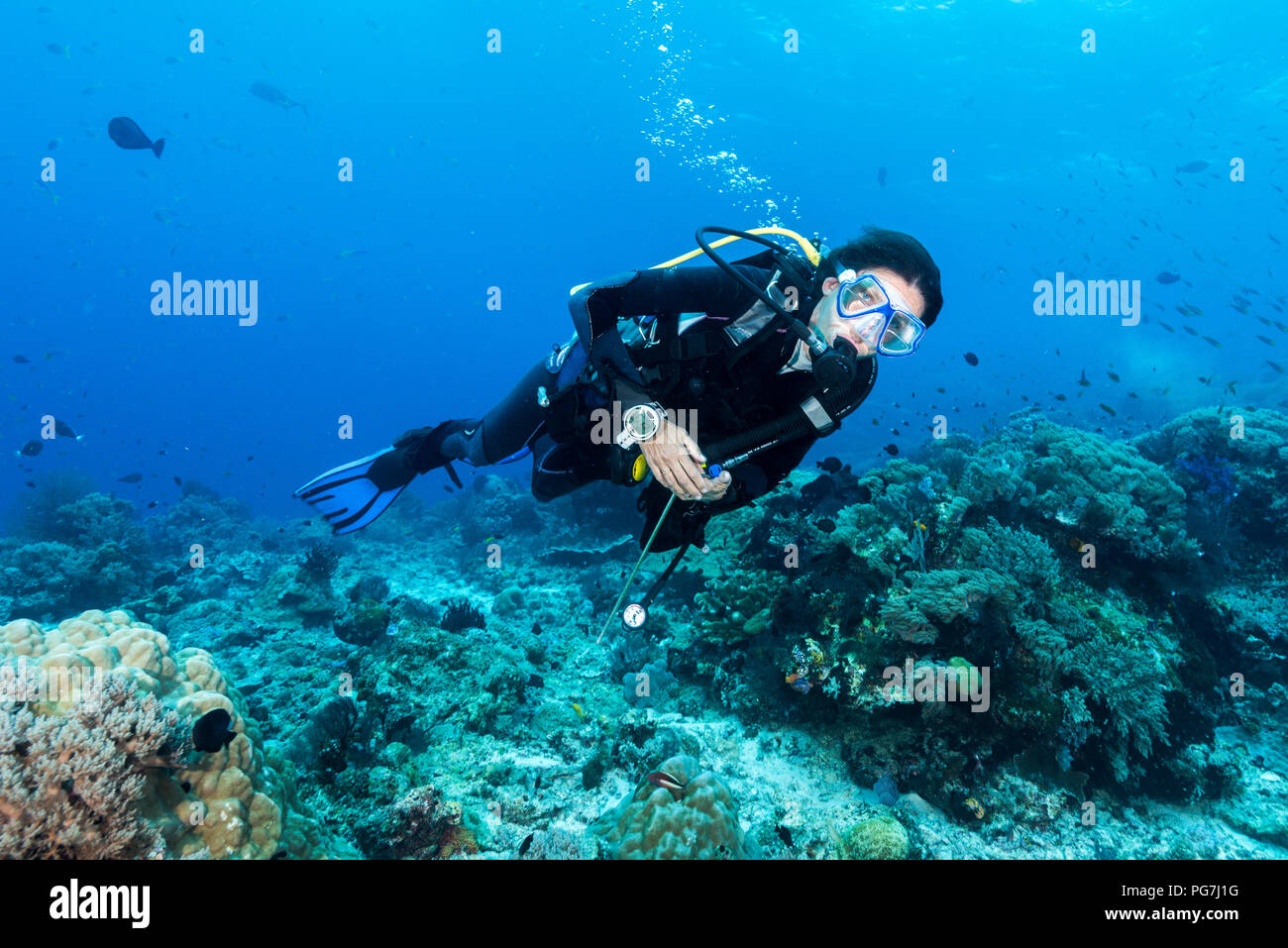 Mujer submarino buzo sobre un colorido arrecife tropical con fan de mar, corales y esponjas en Rajat Ampat, Indonesia Foto de stock