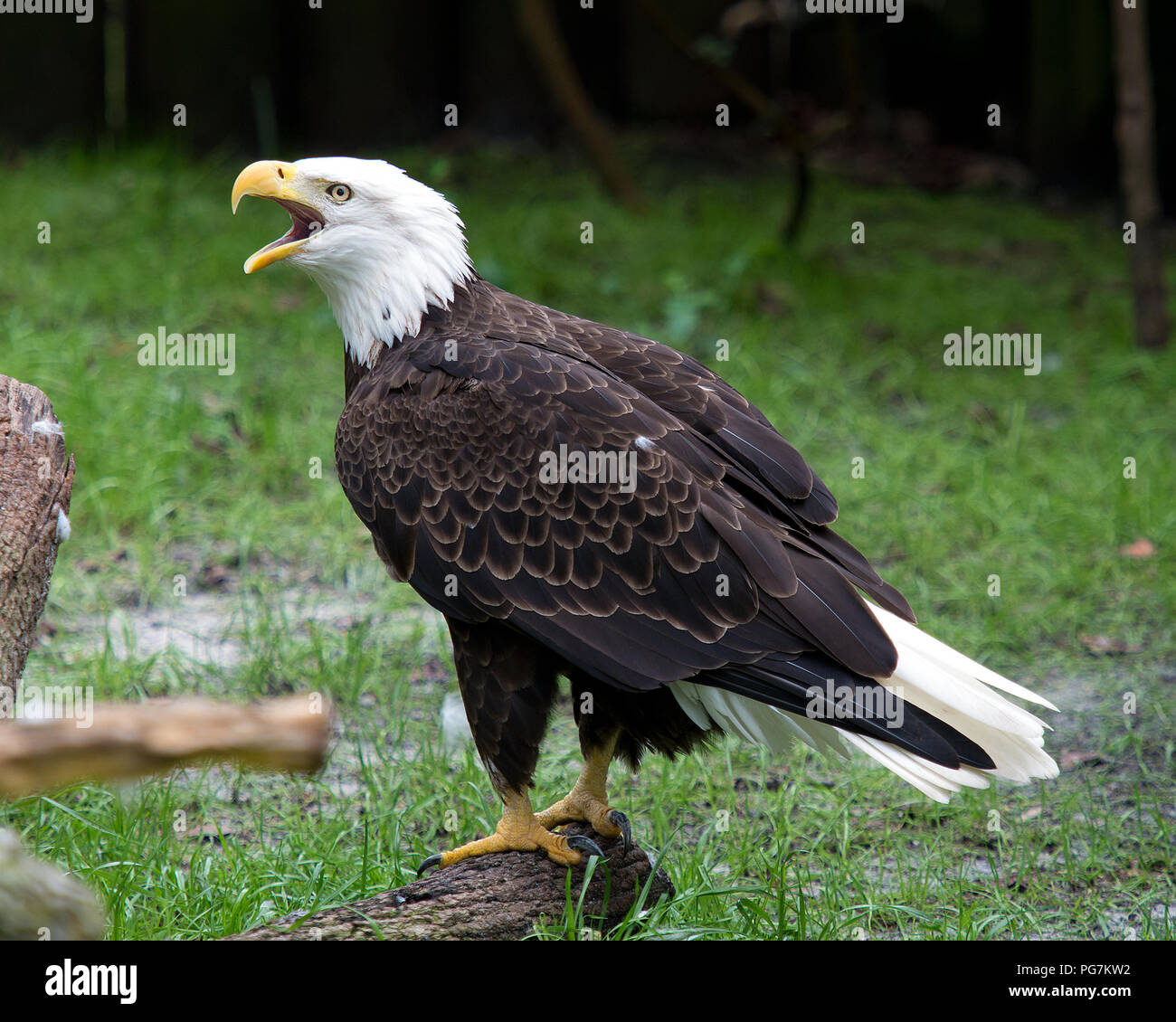 El águila calva de cerca de aves, gritando, con un fondo de follaje y  mostrar el cuerpo, de la cabeza, ojos, pico, garras, plumaje en su entorno  y el medio ambiente Fotografía