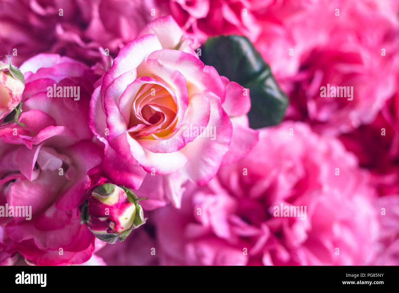 Rosas rosadas Foto de stock