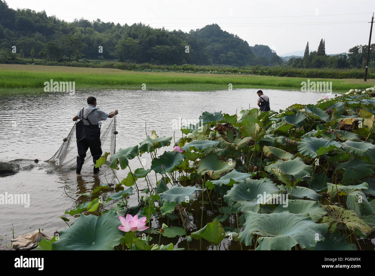 (180824) -- YUSHAN, Agosto 24, 2018 (Xinhua) -- los aldeanos pescar en un loto en la aldea de Taoyuan en Jiangshan Ciudad, Provincia de Zhejiang de China oriental, el 24 de agosto, 2018. En los últimos años, tres provincias de China oriental de Zhejiang, Jiangxi y Fujian del sureste de China han realizado esfuerzos para limpiar el agua de forma cooperativa en la triple frontera. (Xinhua/Zhang Ruiqi) (wyl) Foto de stock