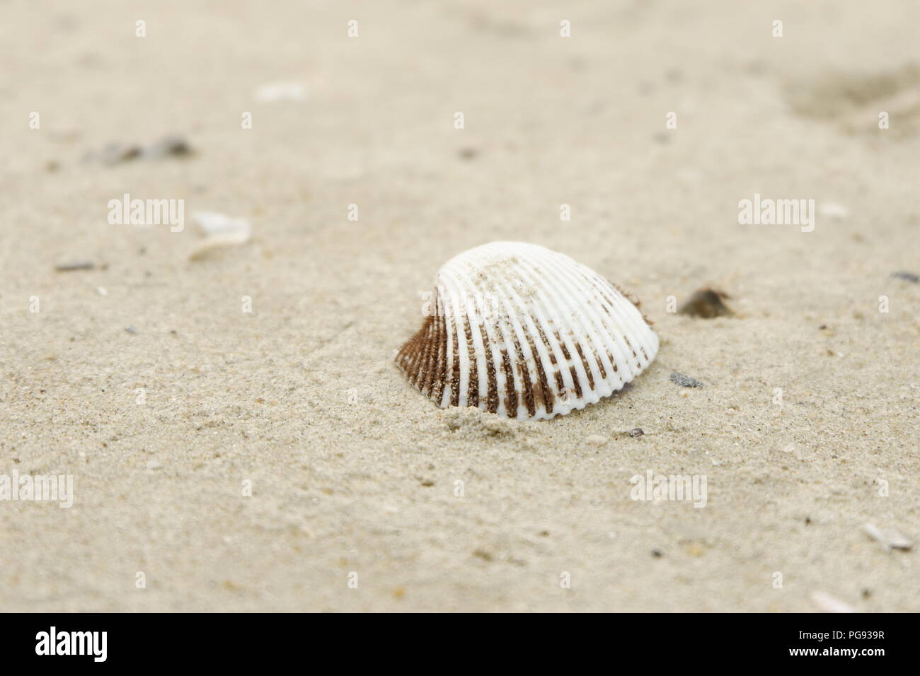 Oh, el Seashell beach Foto de stock