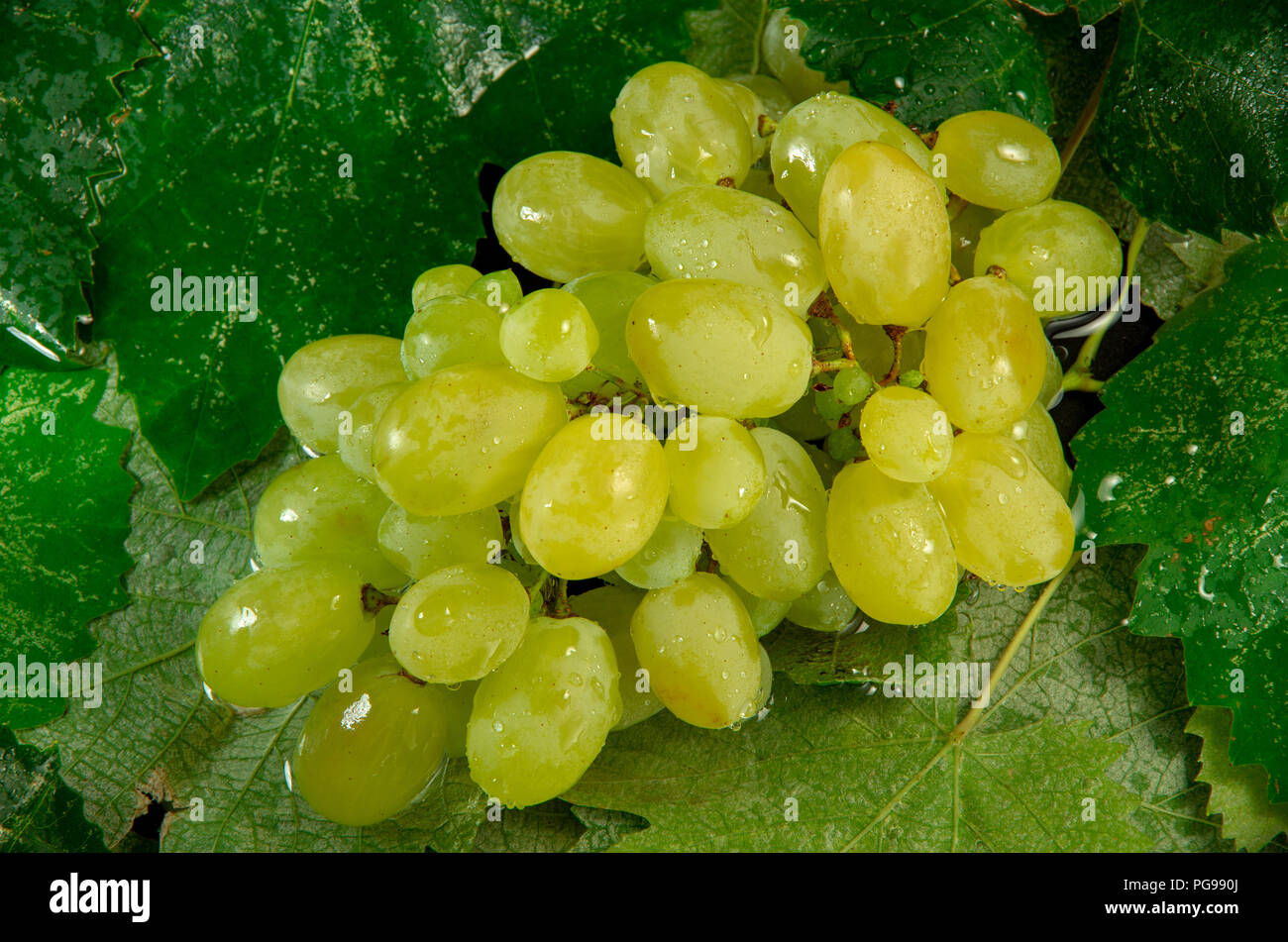 Vista superior de un racimo de uvas mojado con gotas de agua sobre hojas de uva Foto de stock