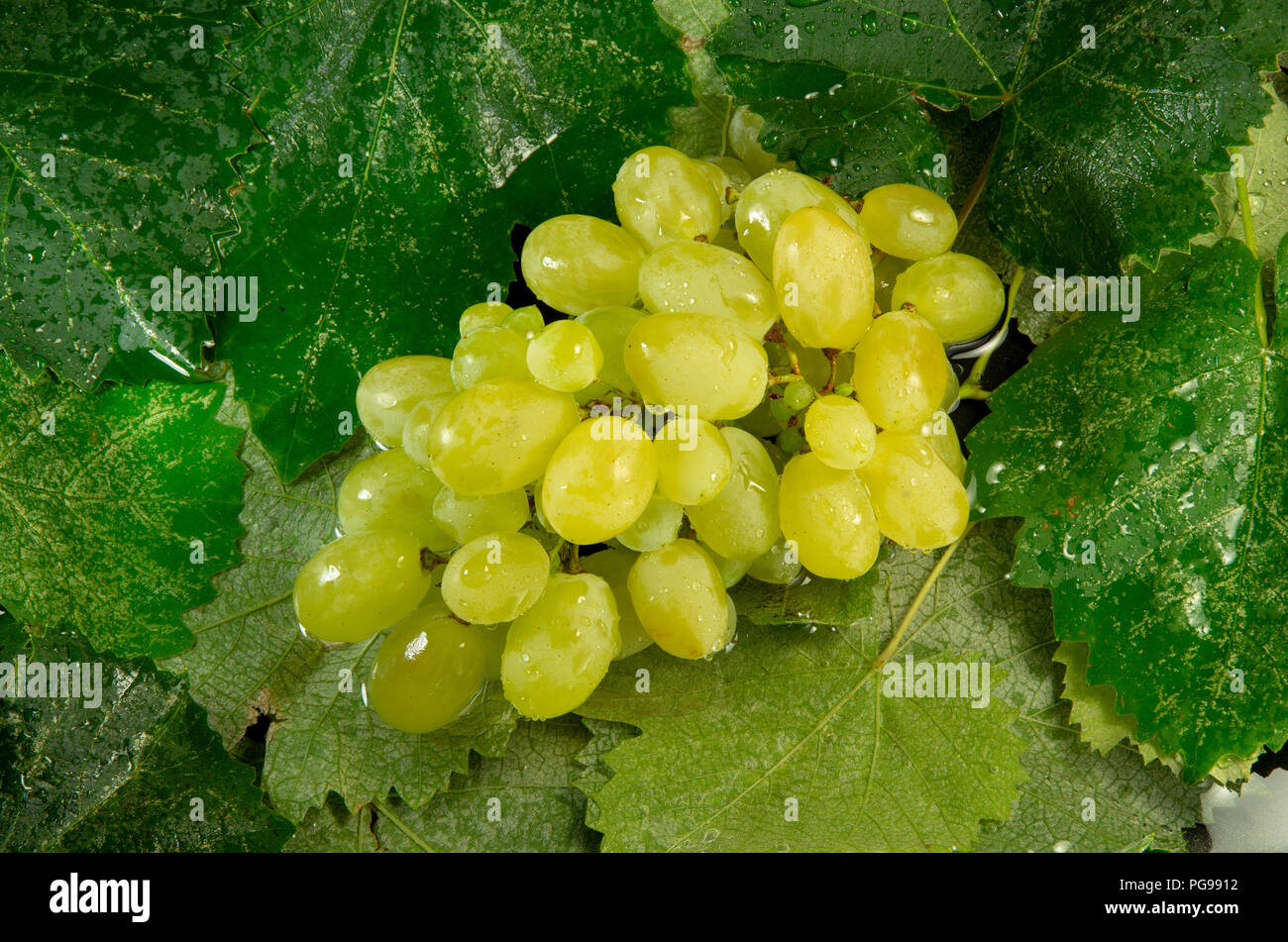 Uvas mojado con gotas de agua sobre un fondo de hojas. Foto de stock