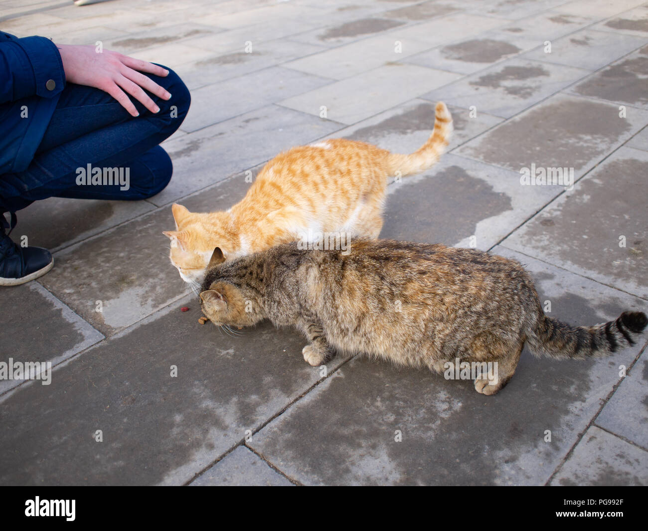 Una joven alimenta dos gatos abandonados en el pavimento Foto de stock