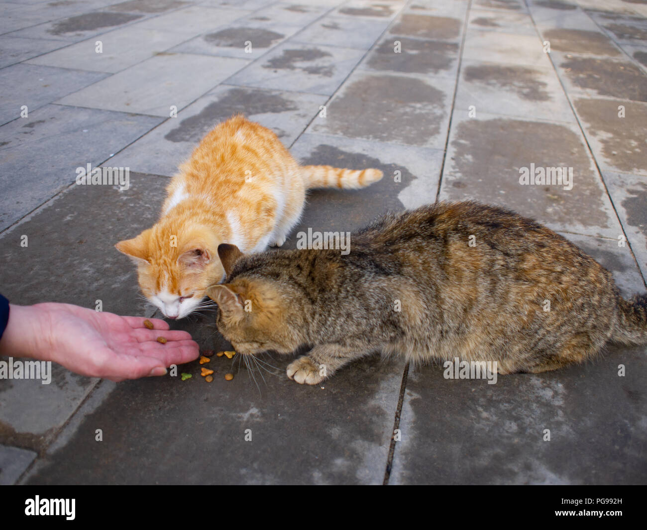 Joven alimenta dos gatos sin hogar en el pavimento Foto de stock