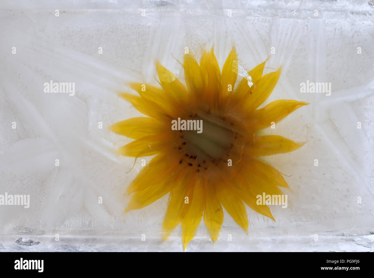 Hermosas flores frescas congeladas de sunflowerand burbujas de aire en el cubo de hielo Foto de stock