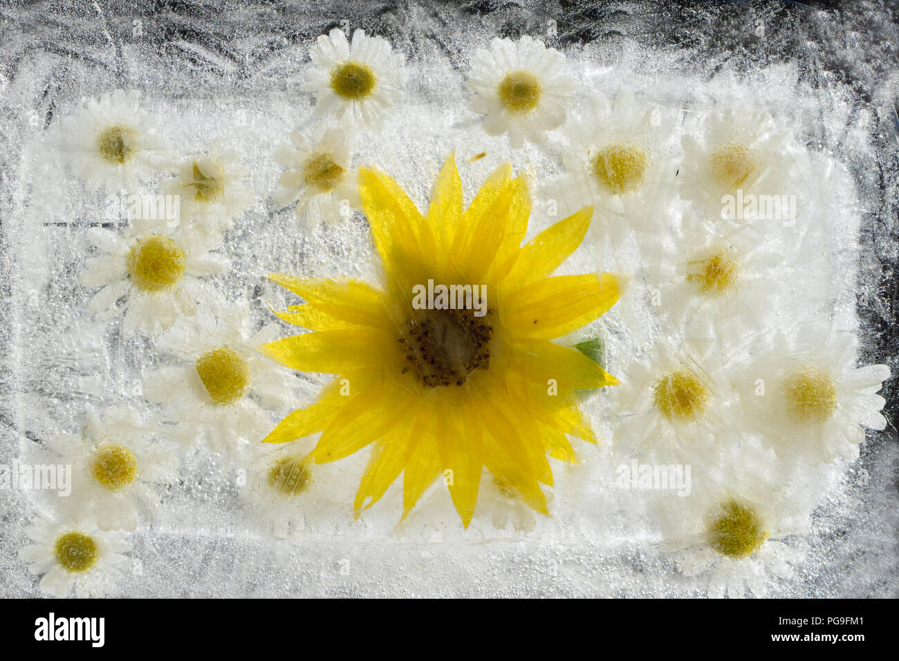 Hermosas flores frescas congeladas de sunflowerand burbujas de aire en el cubo de hielo Foto de stock