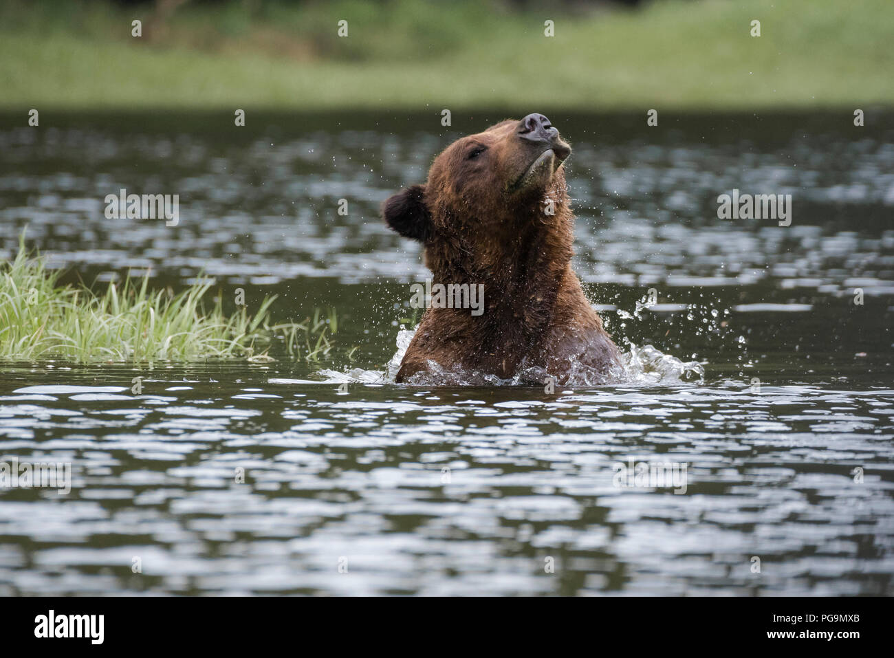 Macho adulto de Grizzly Bear, oso pardo, Ursus arctos, vadeando en el Khutzeymateen Admisión, British Columbia, Canadá Foto de stock