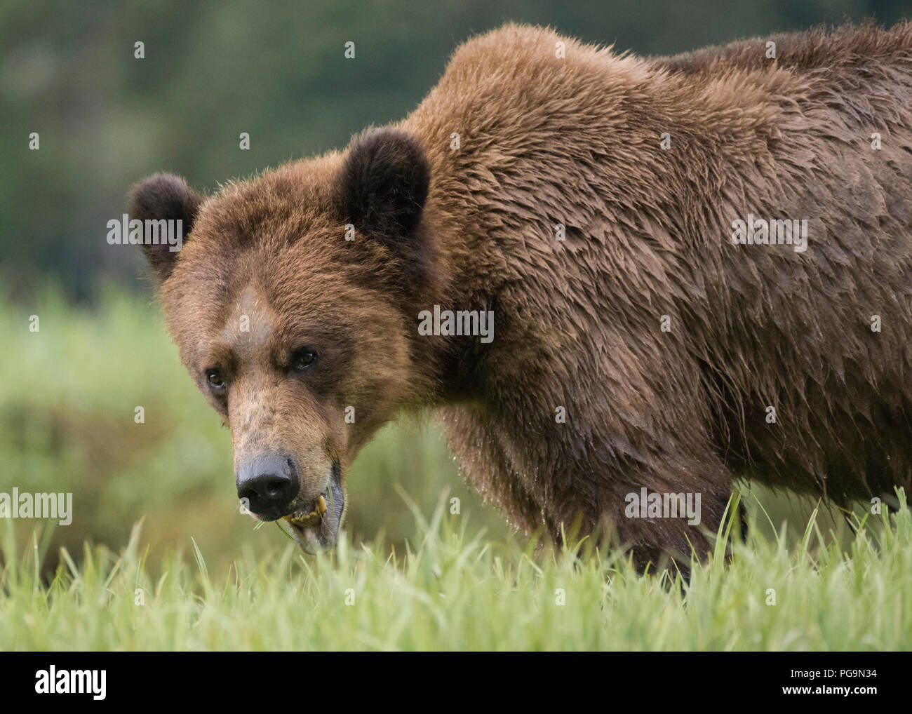 Grizzly Bear, oso pardo, Ursus arctos, alimentándose de ciperáceas en el Khutzeymateen Admisión, British Columbia, Canadá Foto de stock