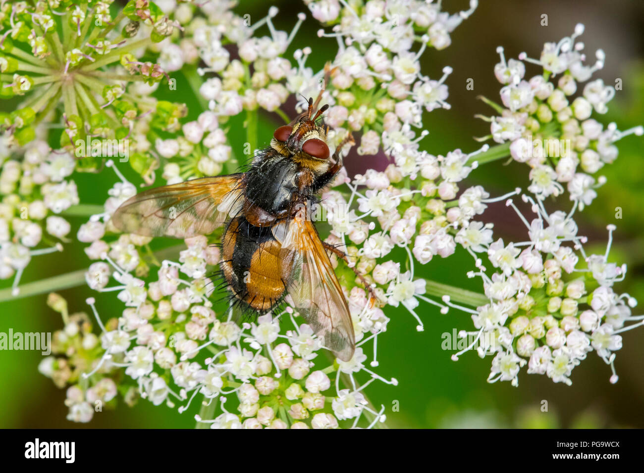 Parásito / Mosca tachinid / Mosca Tachina fera alimentándose de néctar de flor umbellifer en verano Foto de stock