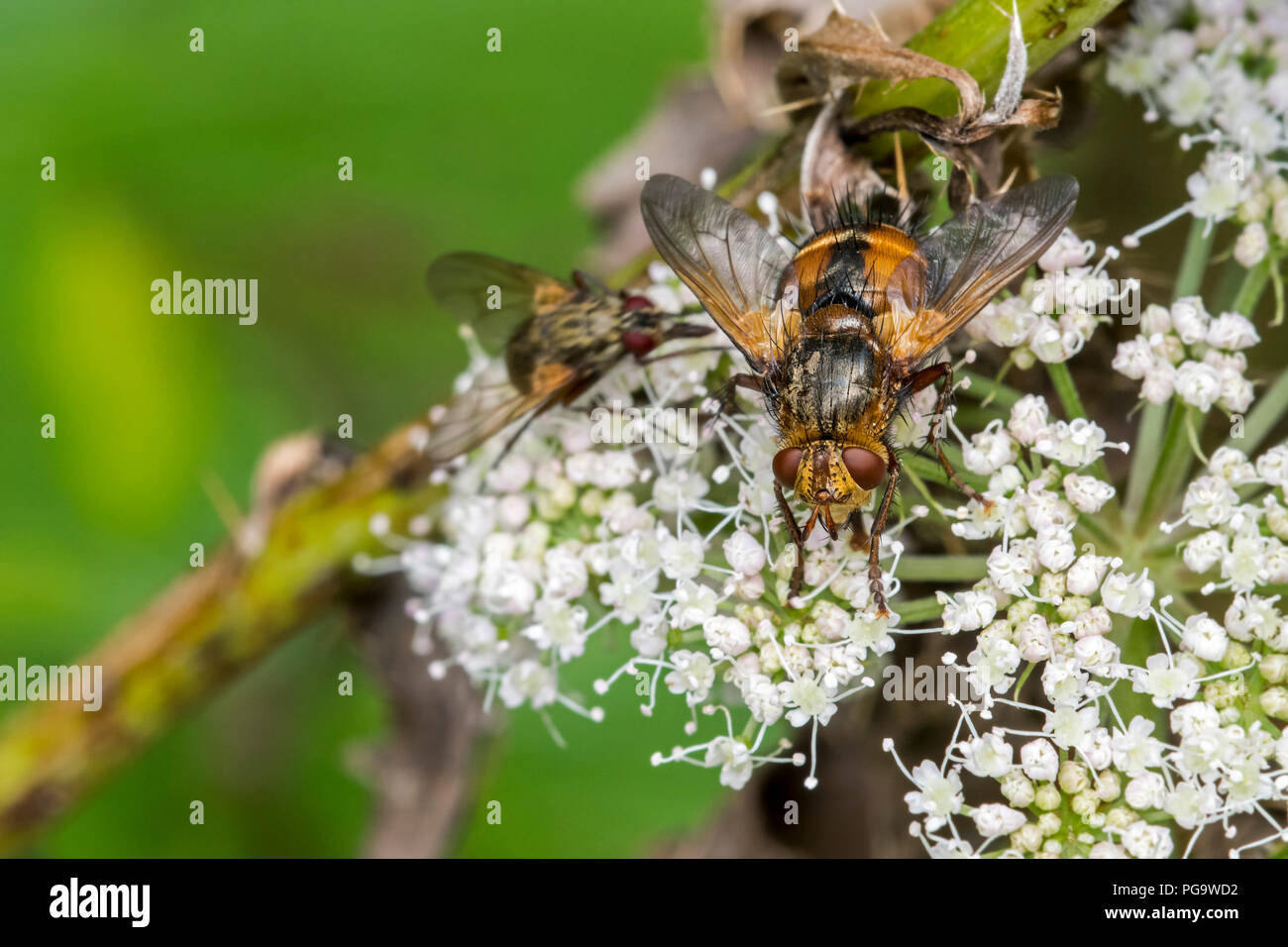 Parásito / Mosca tachinid / Mosca Tachina fera alimentándose de néctar de flor umbellifer en verano Foto de stock
