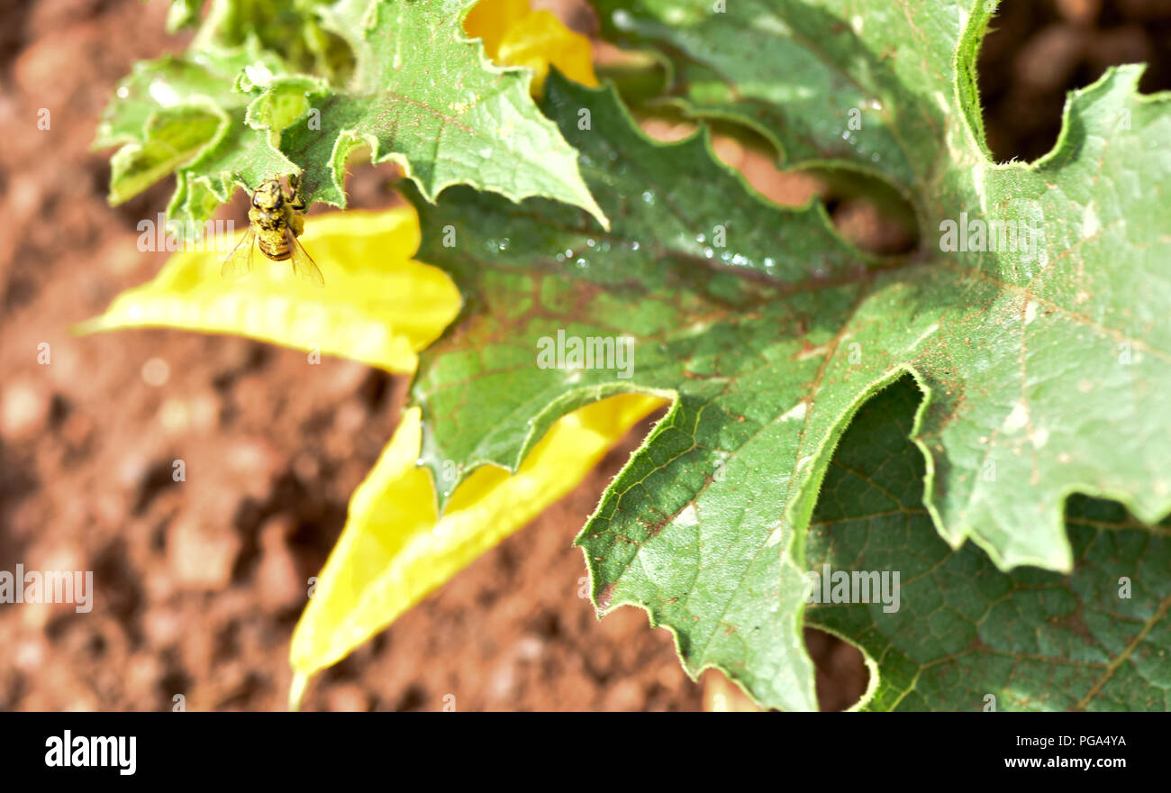 Una joya squash flor en un espléndido jardín de vegetales en amarillo con el telón de fondo de verdes hojas frescas y ricos suelos. Una abeja es alrededor de zoom Foto de stock