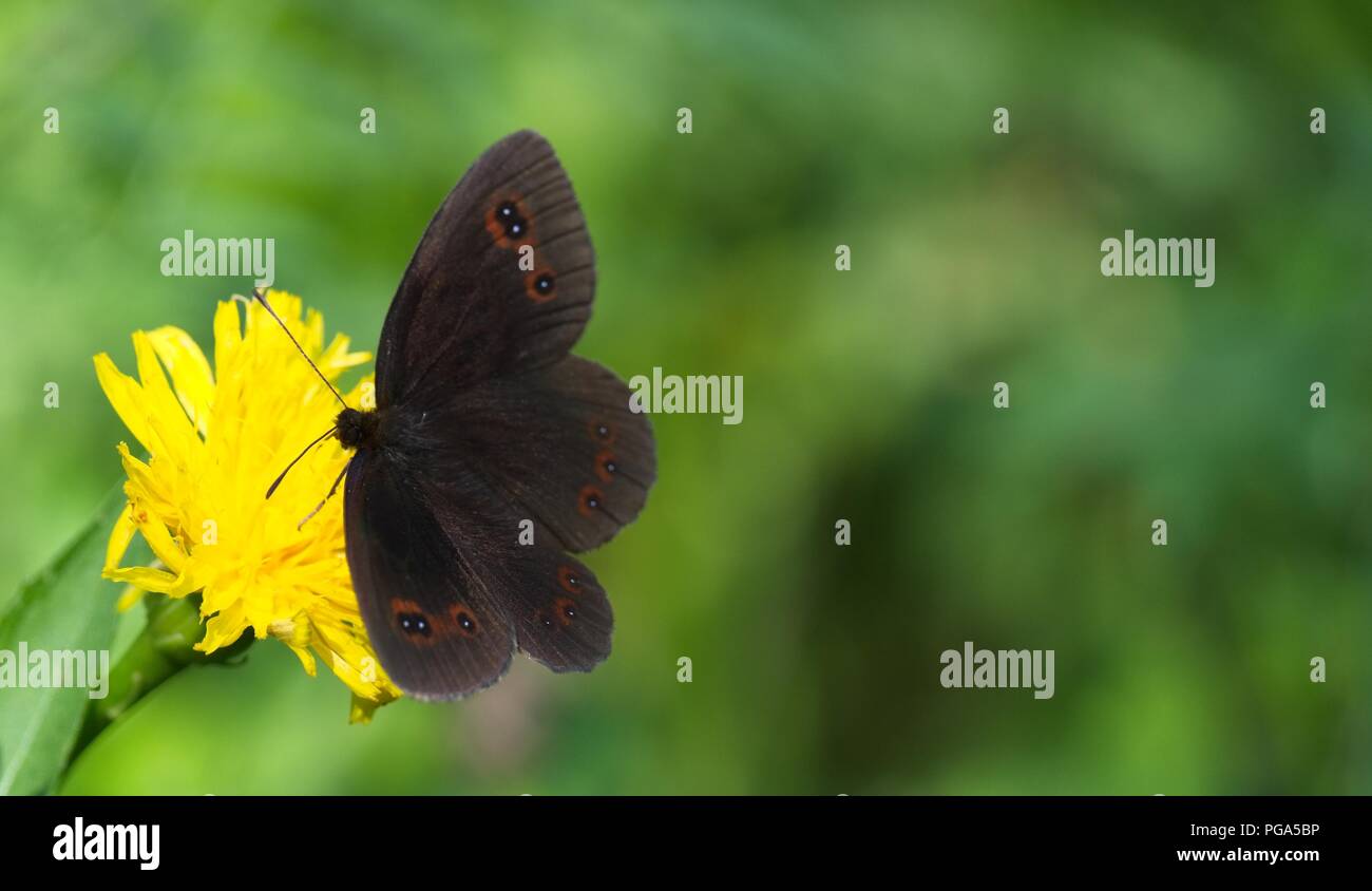 Una mariposa de color marrón oscuro con puntos en las alas chupa el néctar de una flor amarilla. Animales, mariposas, insectos, flores, insectos, uno anima Foto de stock