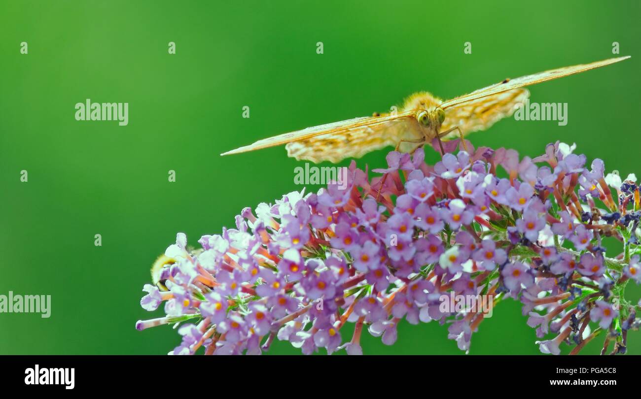 Una macro mariposas coloridas de cerca mientras chupa néctar de una flor rosa. Un borroso fondo verde para copiar el espacio Foto de stock